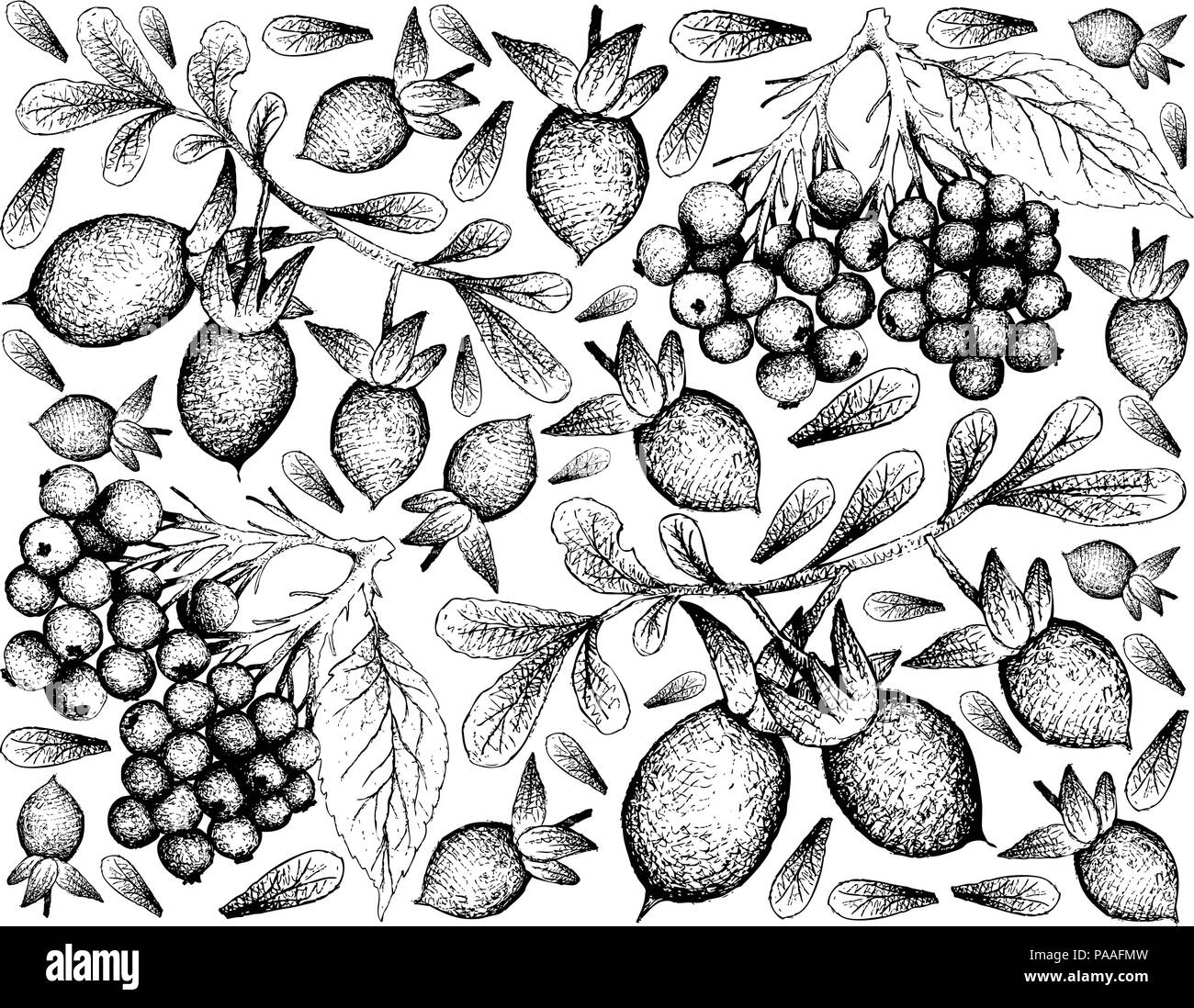 Berry Fruit, Illustration Hand Drawn Sketch of Elderberry or Sambucus Nigra and Elderberry or Sambucus Nigra Fruits Isolated on White Background. Stock Vector