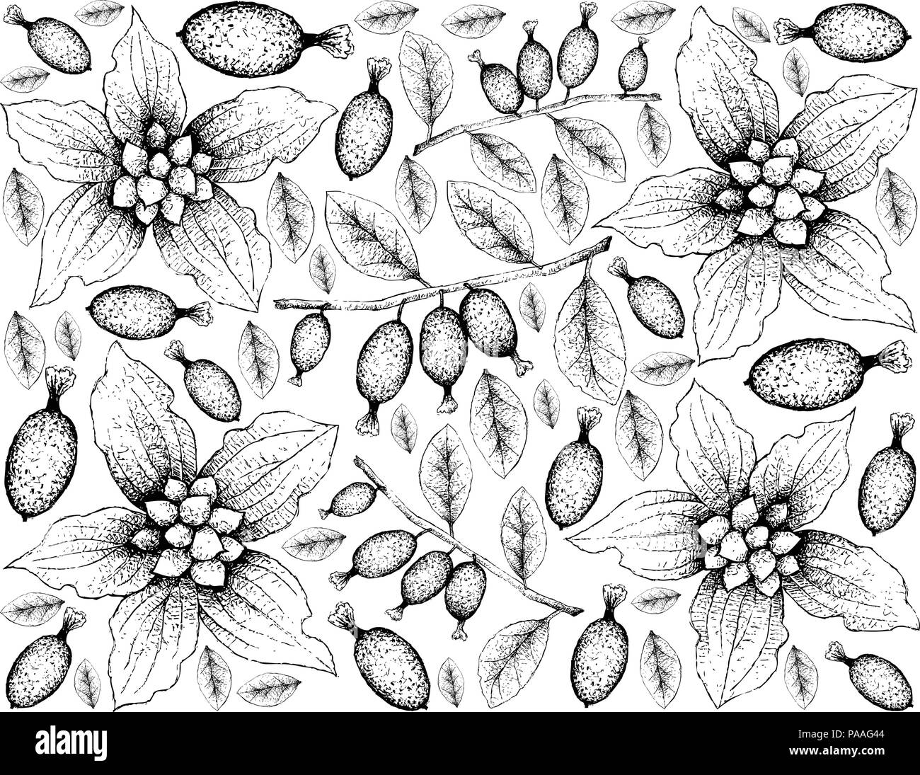 Berry Fruit, Illustration Wallpaper of Hand Drawn Sketch of Dwarf Dogwood or Cornus Canadensis and Elaeagnus Latifolia Fruits Isolated on White Backgr Stock Vector