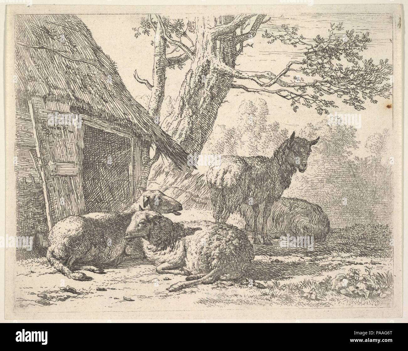 Four sheep, one sheep stands among three others lying on the ground next to a shed with thatched roof and open door. Artist: Karel Dujardin (Dutch, Amsterdam 1622-1678 Venice). Dimensions: plate: 4 7/8 x 6 1/8 in. (12.4 x 15.5 cm)  sheet: 5 1/16 x 6 3/8 in. (12.9 x 16.2 cm). Date: 1658. Museum: Metropolitan Museum of Art, New York, USA. Stock Photo