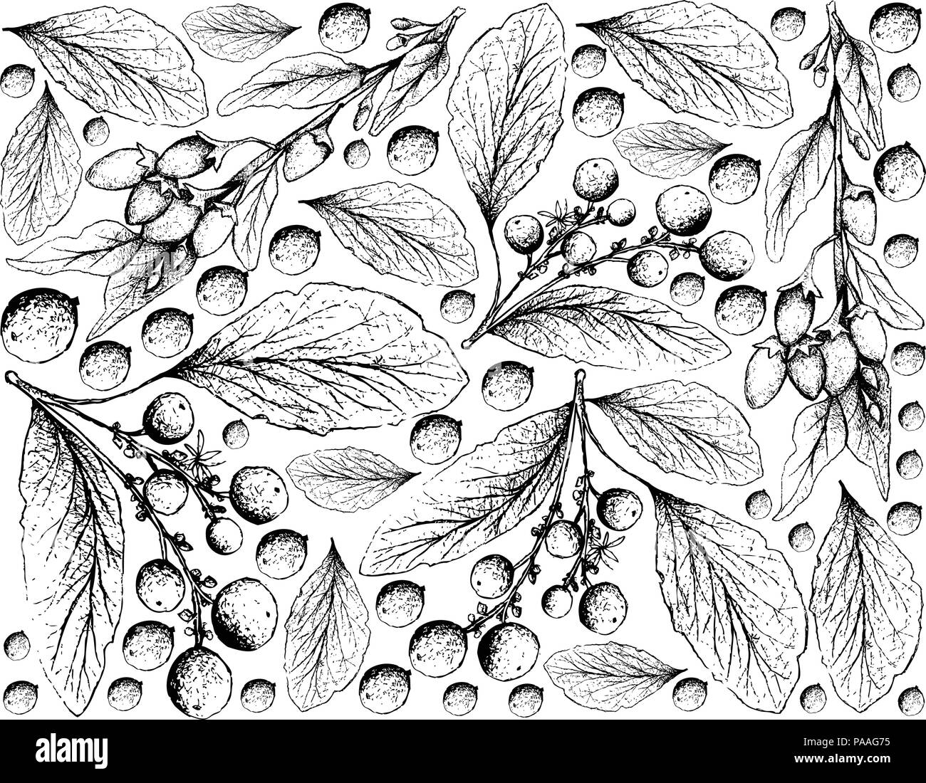 Berry Fruit, Illustration Wallpaper Background of Hand Drawn Sketch of Goji Berry or Lycium Barbarum and Orangeberry, Gin Berry or Glycosmis Pentaphyl Stock Vector