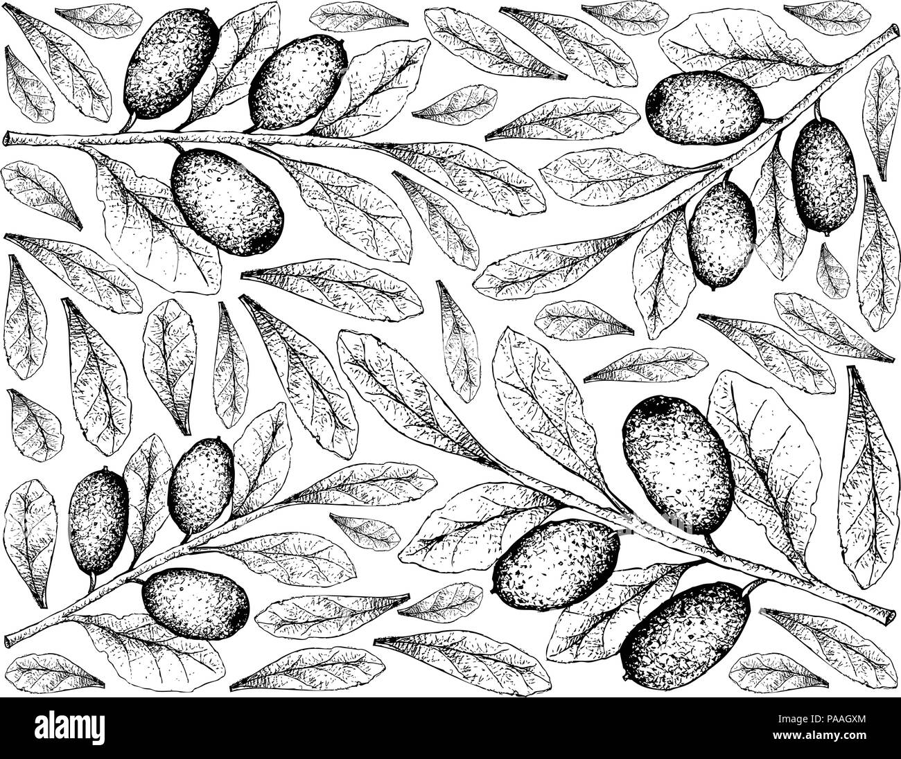 Tropical Fruits, Illustration Wallpaper of Hand Drawn Sketch Fresh Elaeagnus Ebbingei, Oleaster or Ebbings Silverberry Fruits Isolated on White Backgr Stock Vector