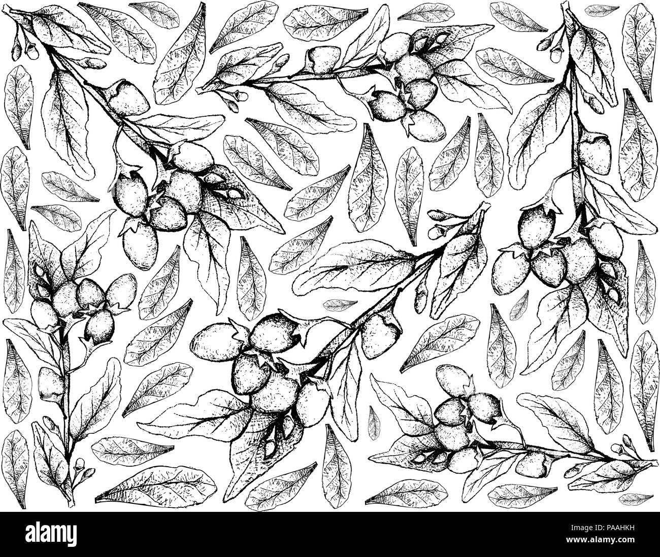 Berry Fruit, Illustration Wallpaper Background of Hand Drawn Sketch of Goji Berry or Lycium Barbarum Fruits. A Good Source of Vitamin C, A, Zinc, Iron Stock Vector