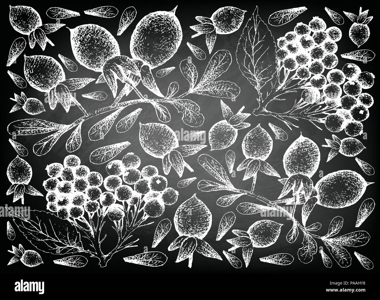 Berry Fruit, Illustration Wallpaper Background of Hand Drawn Sketch of Elderberry or Sambucus Nigra and Elderberry or Sambucus Nigra Fruits on Black C Stock Vector