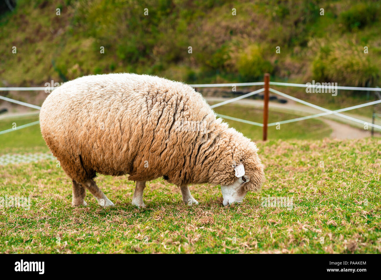Close-up sheep eating grass in green field Stock Photo - Alamy
