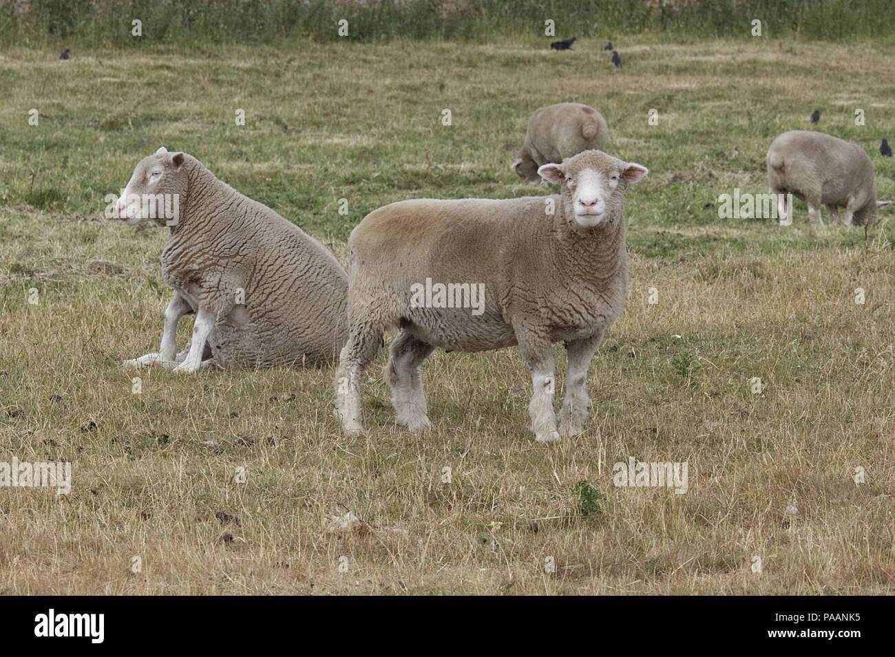 Sheep sitting down in a field relaxing Stock Photo