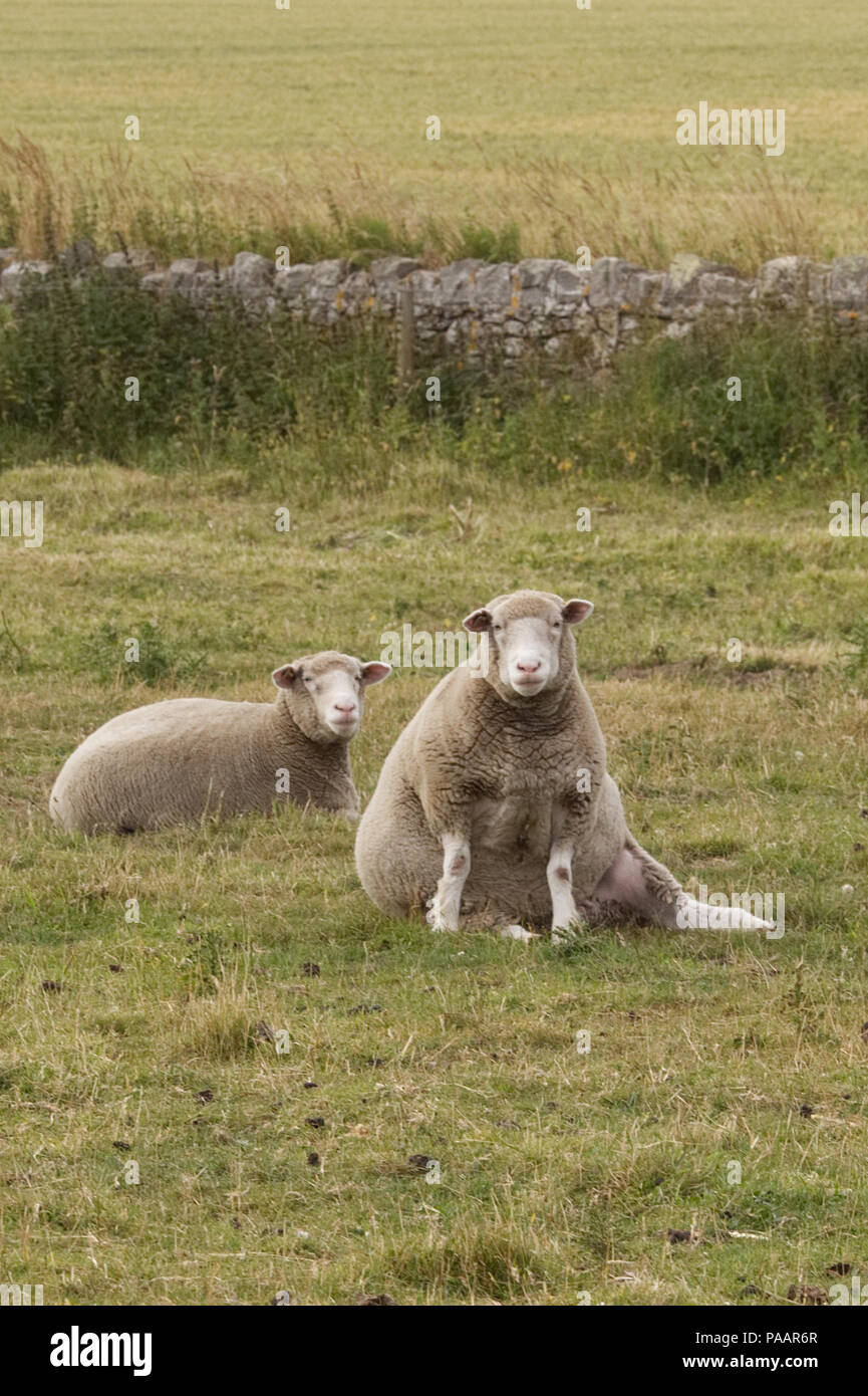 Sheep sitting down in a field relaxing Stock Photo