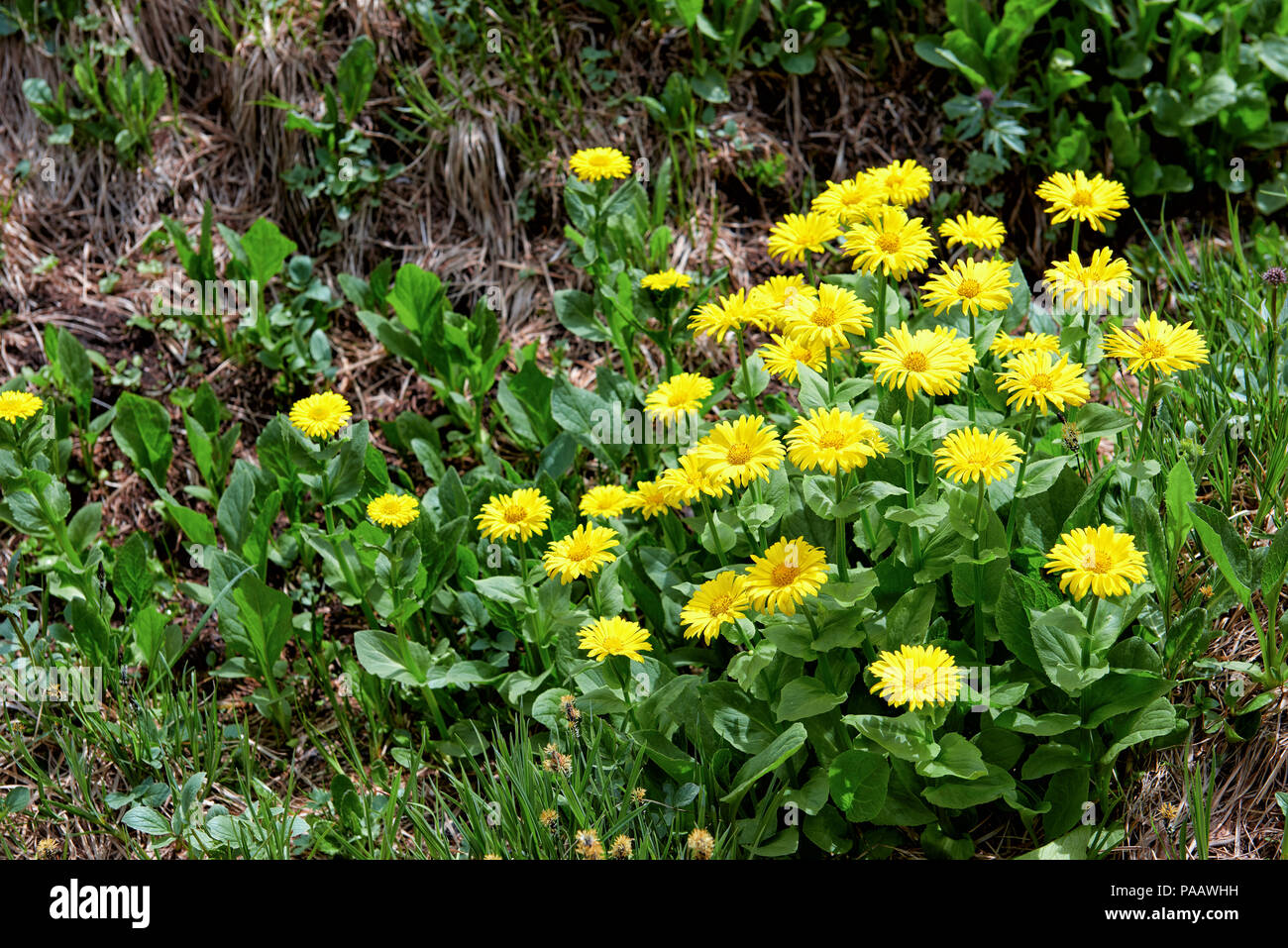 Doronicum altaicum. Wild perennial plant with beautiful yellow inflorescences. Typical plant in mountain tundra of Southern Siberia Stock Photo