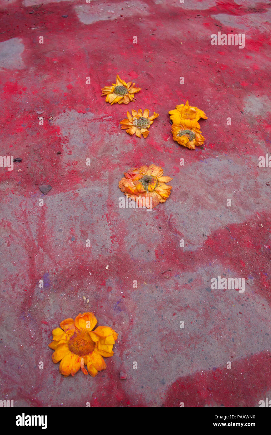 Orange flowers on the ground with Holi colors during Holi celebration, Vrindavan , India Stock Photo