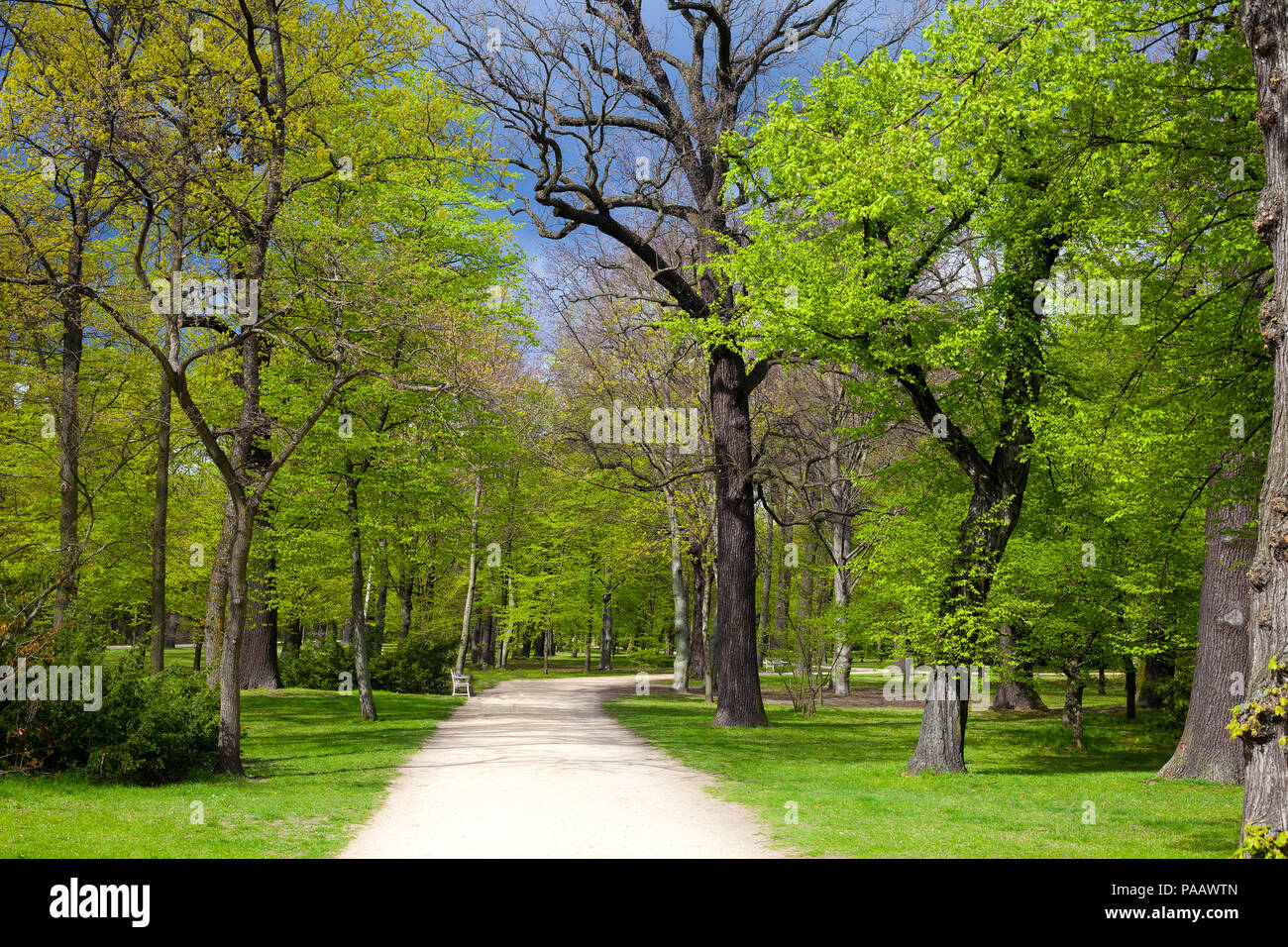Alley with green leaves hi-res stock photography and images - Alamy