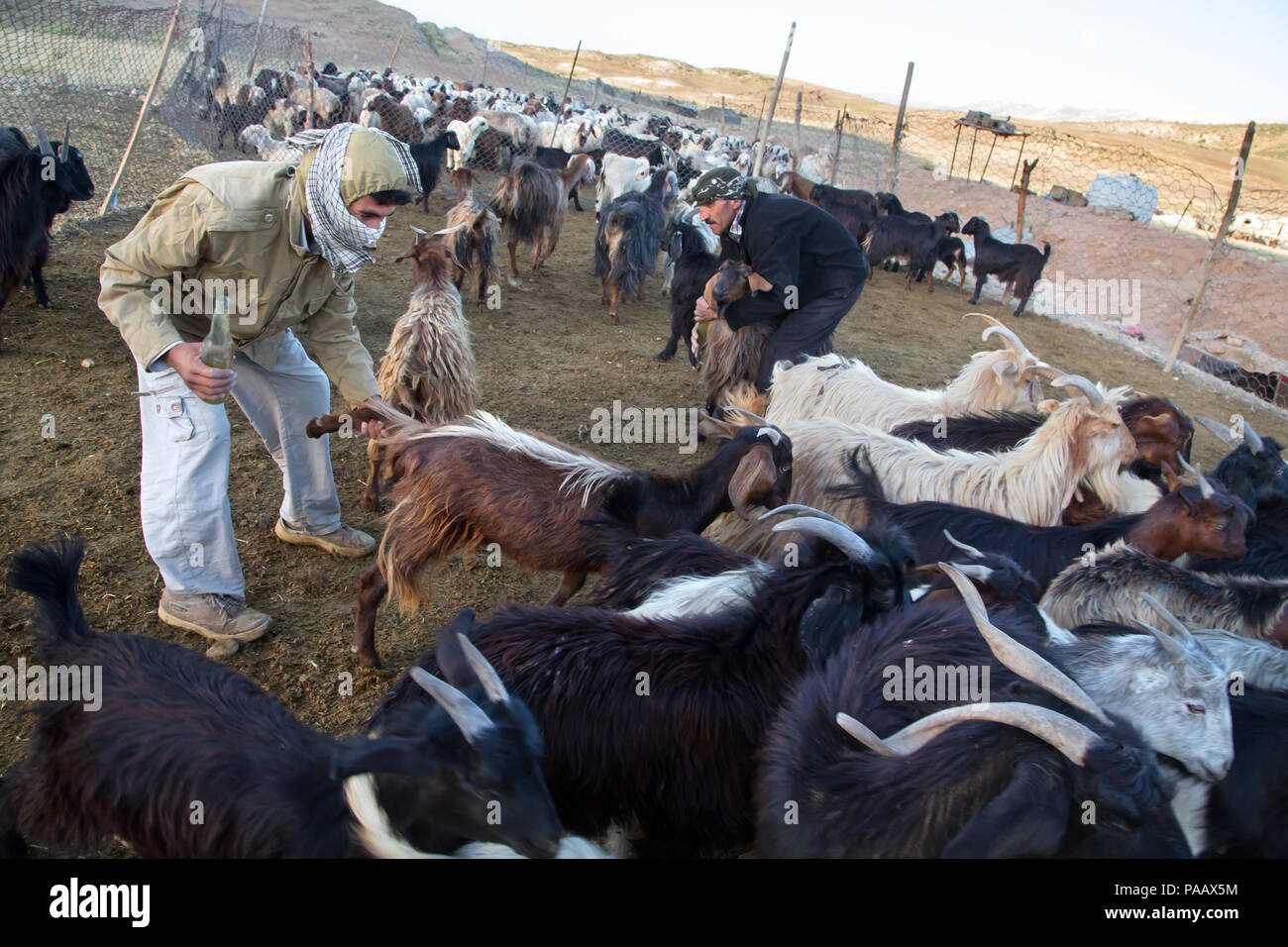 Qashqai shepherds with their goats in the early morning, nomad people, Iran Stock Photo
