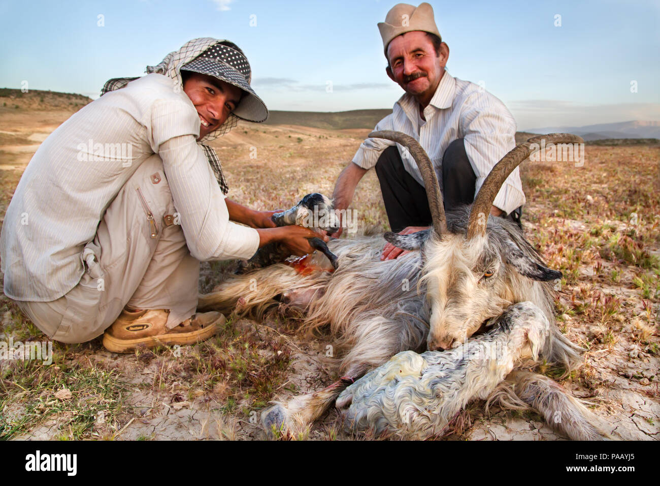A goat giving birth in a community of Qashqai nomad people, Iran Stock Photo