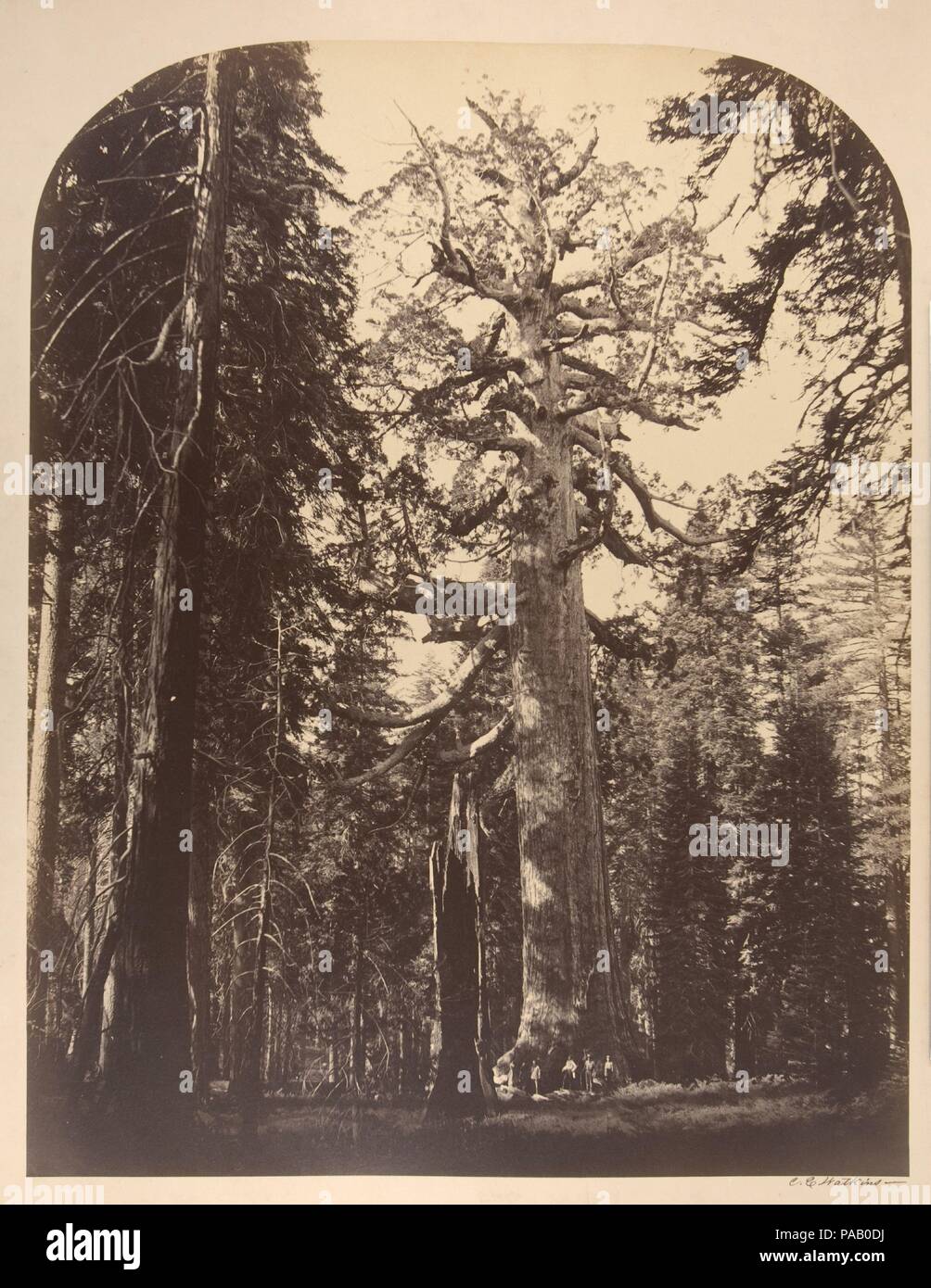 The Grisly Giant, Mariposa Grove, Yosemite. Artist: Carleton E. Watkins (American, 1829-1916). Dimensions: Image: 52.3 x 40.7; Mount: 61.4 x 54.1. Date: 1861.  When he was twenty-one Carleton Watkins left Oneonta, New York, for California, following the example of Collis P. Huntington, another Oneonta native who had moved to California to make his fortune. After a stint in Huntington's store in Sacramento, Watkins moved to San Francisco where he chanced into an apprenticeship with Robert Vance, the famous daguerreotypist. By l858 Watkins had established an independent practice, photographing m Stock Photo