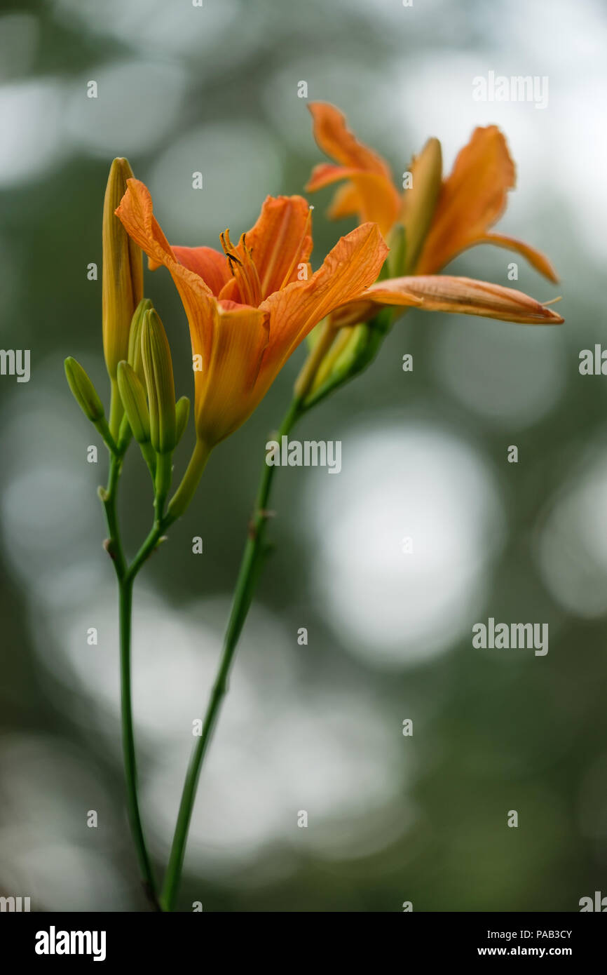 Lily flowers on a blurred green background with a bokeh Stock Photo - Alamy