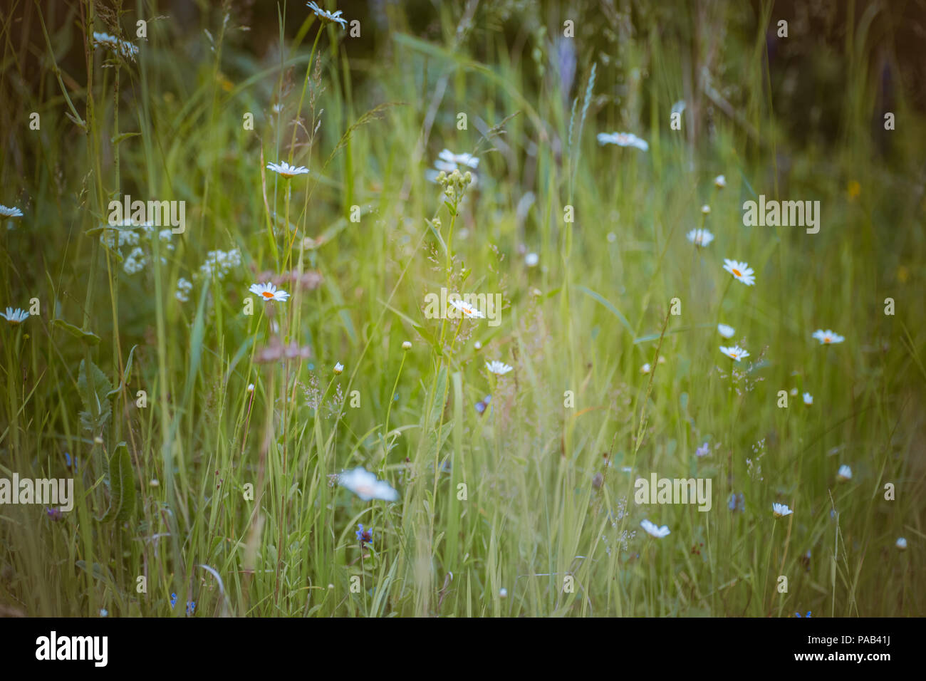 Wild white daisies in a field in summer Stock Photo