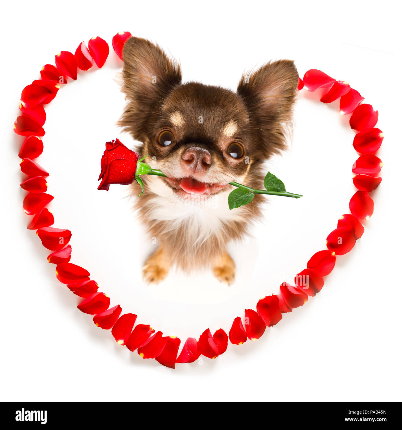 dog in love for happy valentines day with petals and rose flower ...