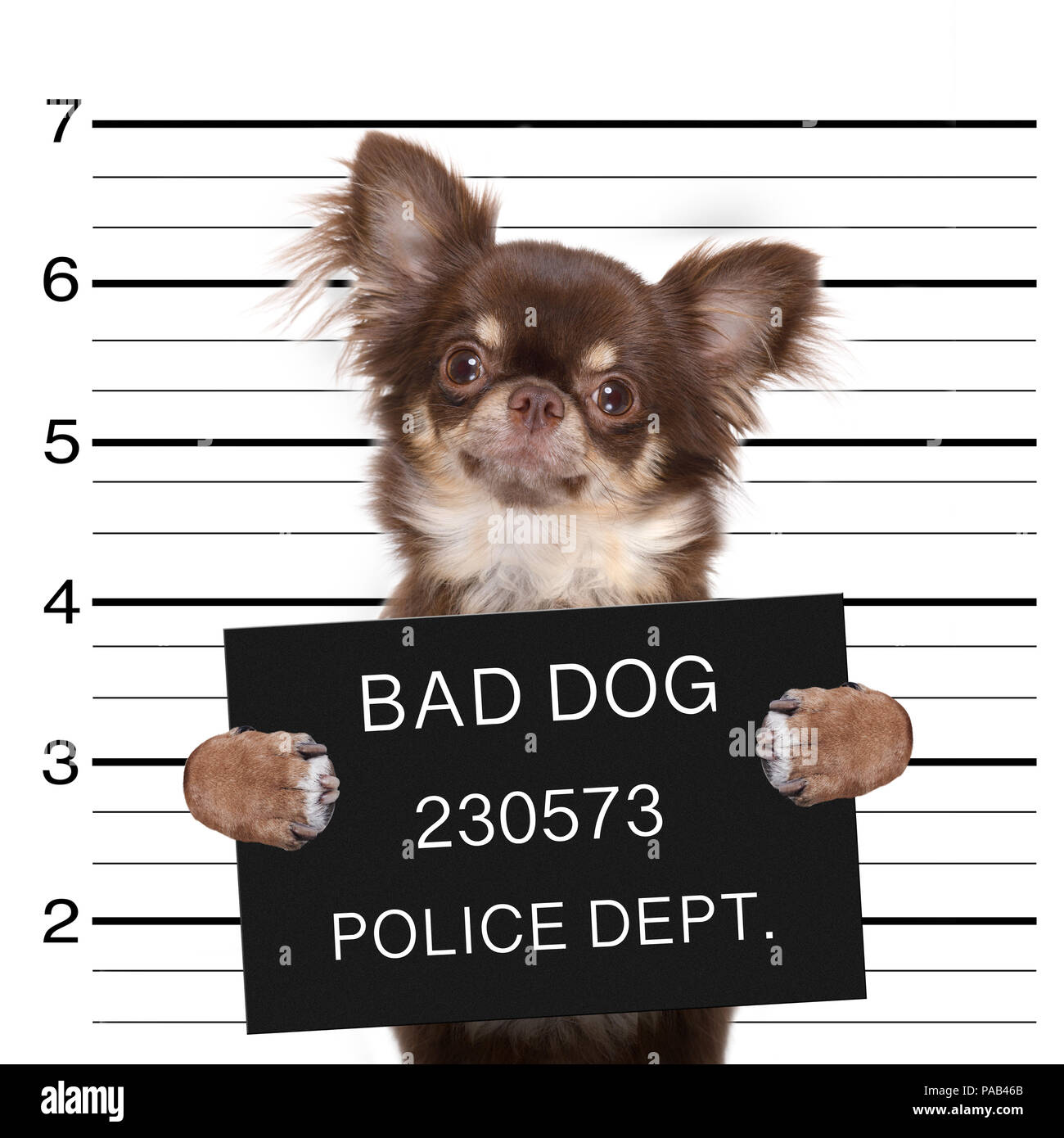 Mugshot Dog Memes