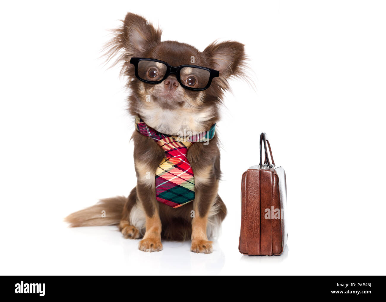 Chihuahua handbag hi-res stock photography and images - Alamy