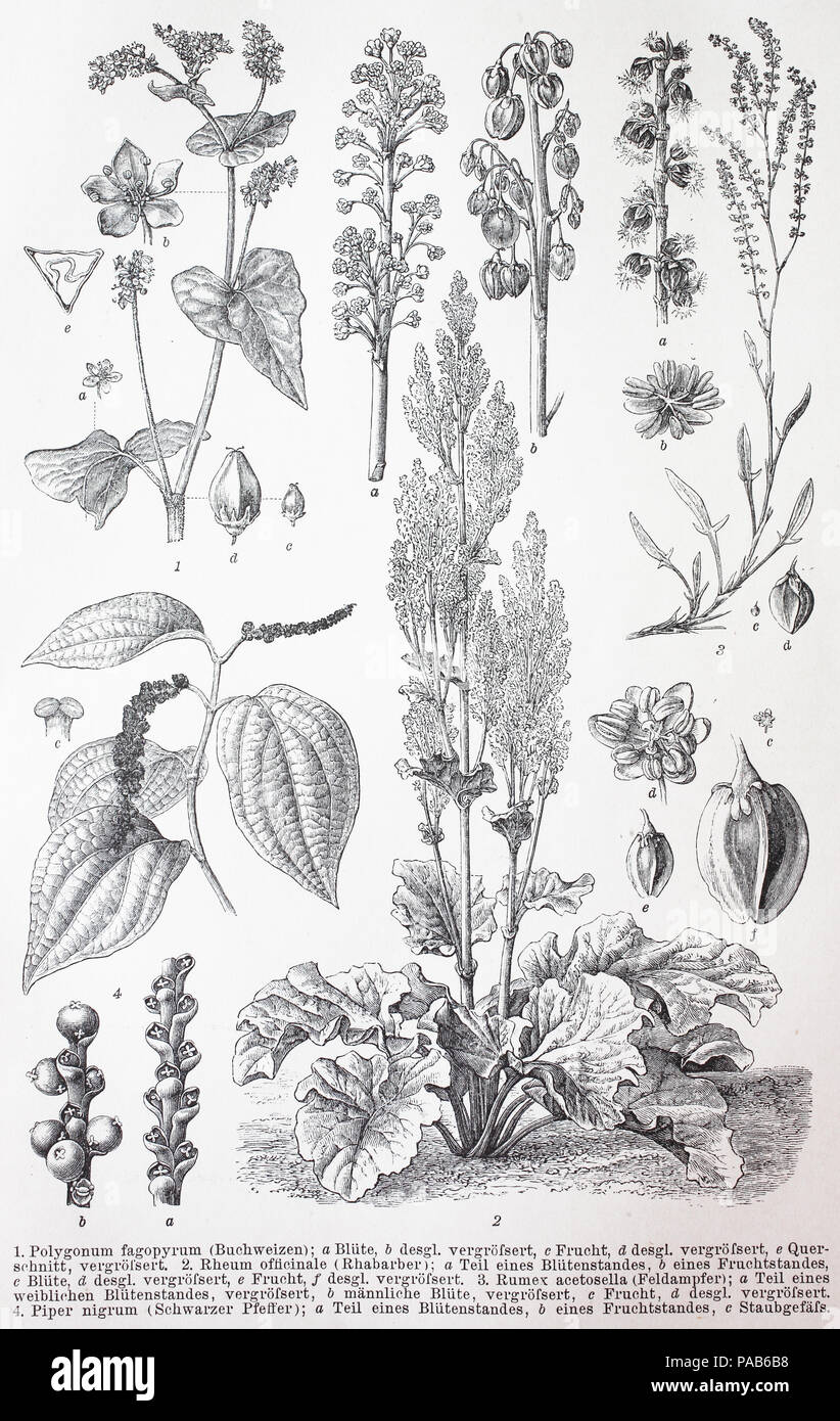 Various plants, Polygonum fagopyrum, Rheum officinale, Rumex acetosella, Piper nigrum, digital improved reproduction of an original woodcut print from the year 1881 Stock Photo