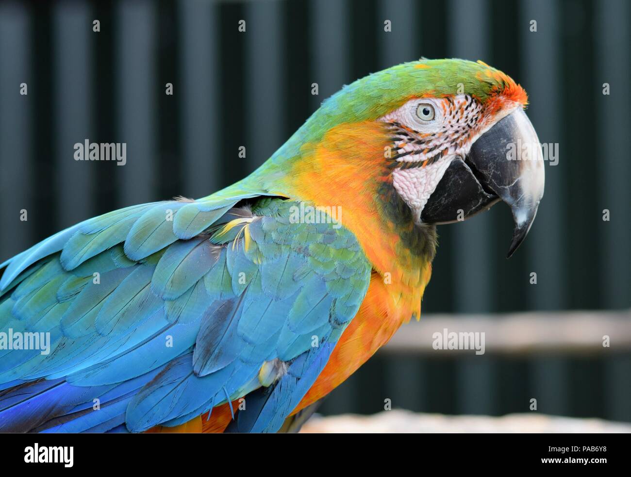 Blue and Yellow Macaw Parrot Stock Photo