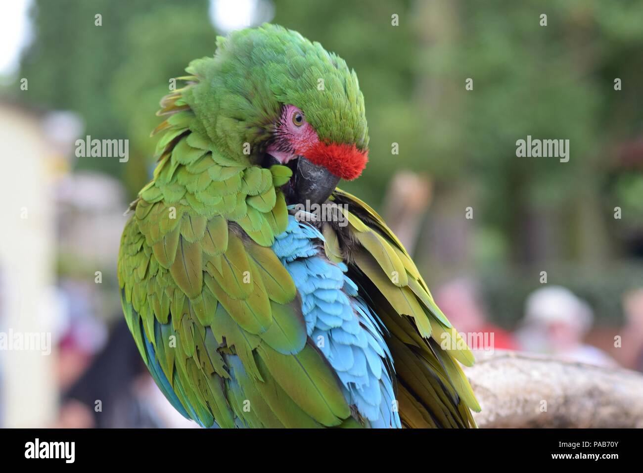 Great Green Macaw Parrot Stock Photo