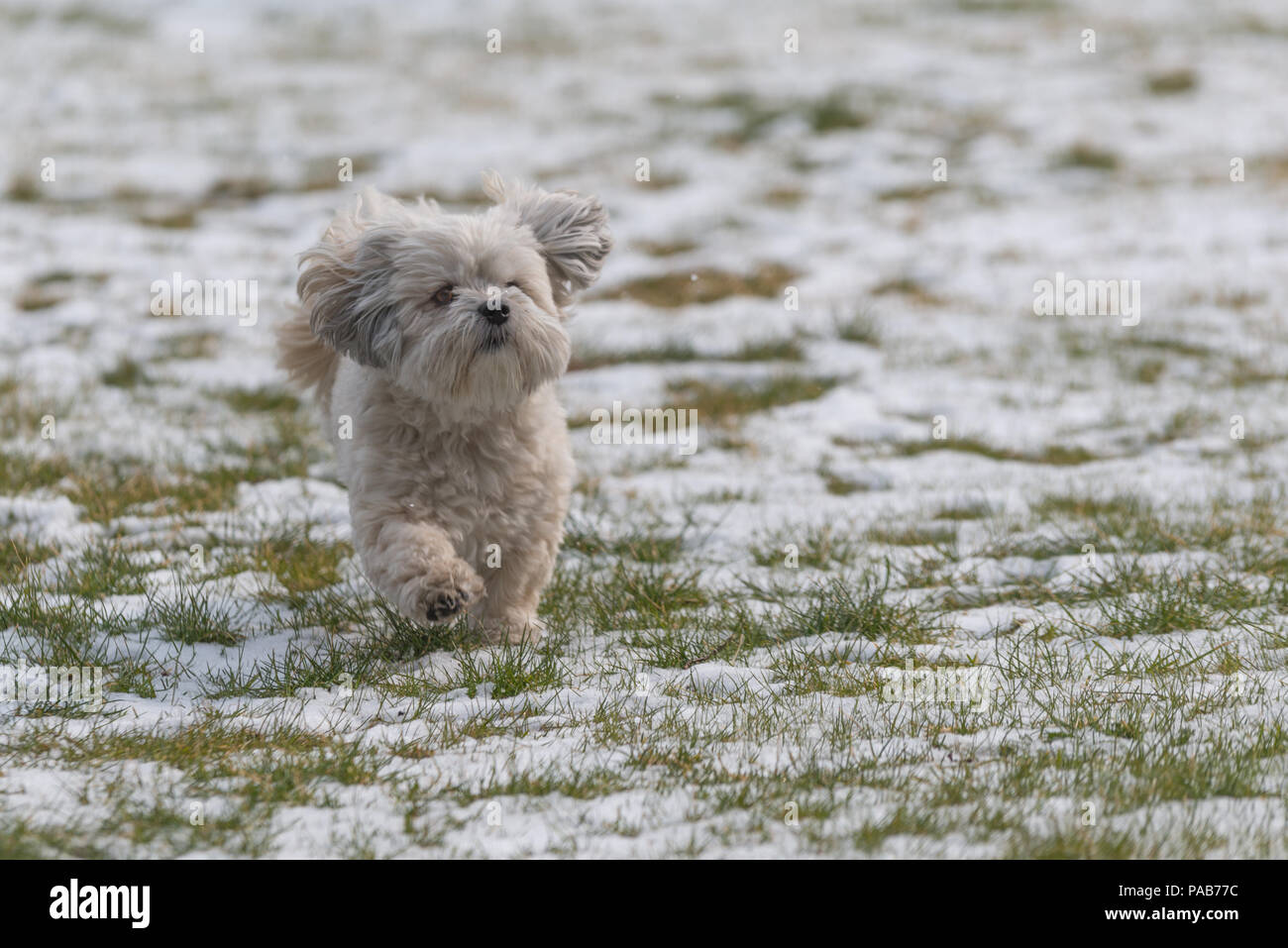 55+ White Shih Tzu Maltese Puppy