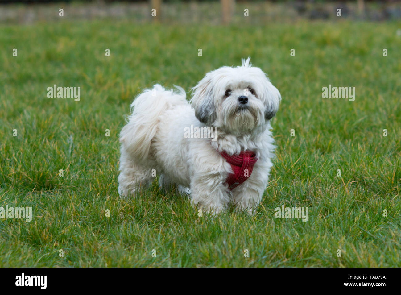White Maltese Dog / Shih Tzu crossover with red harness playing in the