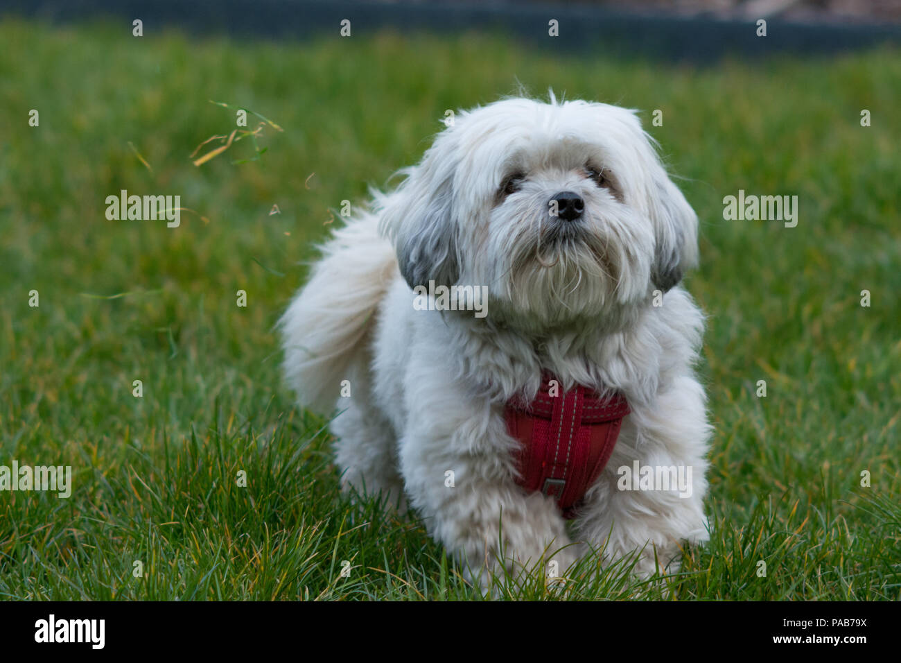 White Maltese Dog / Shih Tzu crossover with red harness playing in the
