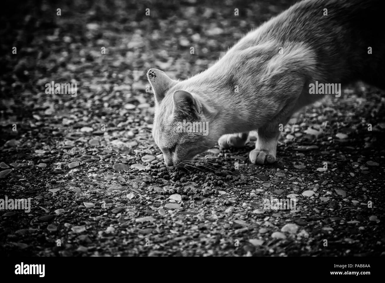 Street cats eating, detail of abandoned animals Stock Photo