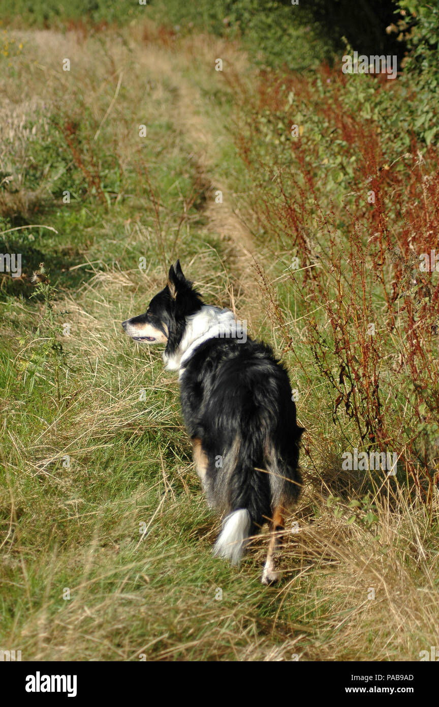 Tri-coloured border collie standing in field margin. Stock Photo