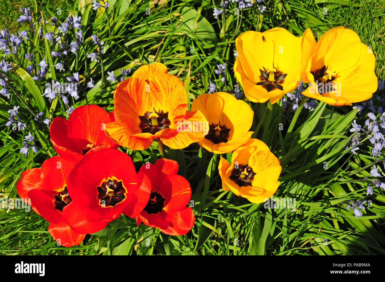 Tulips opening in the sun Stock Photo Alamy