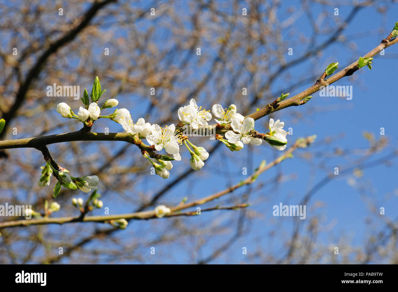 Blossom of Morello cherry.Prunus Cerasus 'Morello' Stock Photo