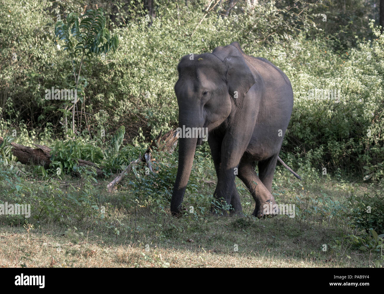 Kerala elephant wild hi-res stock photography and images - Page 8 - Alamy