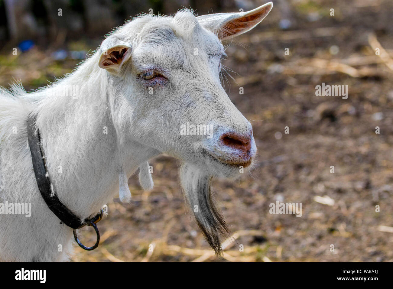 image of a pet a white goat without horns Stock Photo Alamy