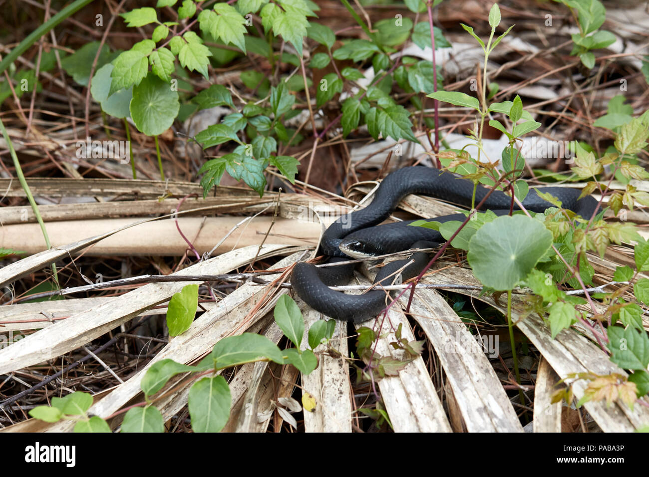 Southern Black Racer Snake in Reddie Point Preserve, Jacksonville, Florida Stock Photo