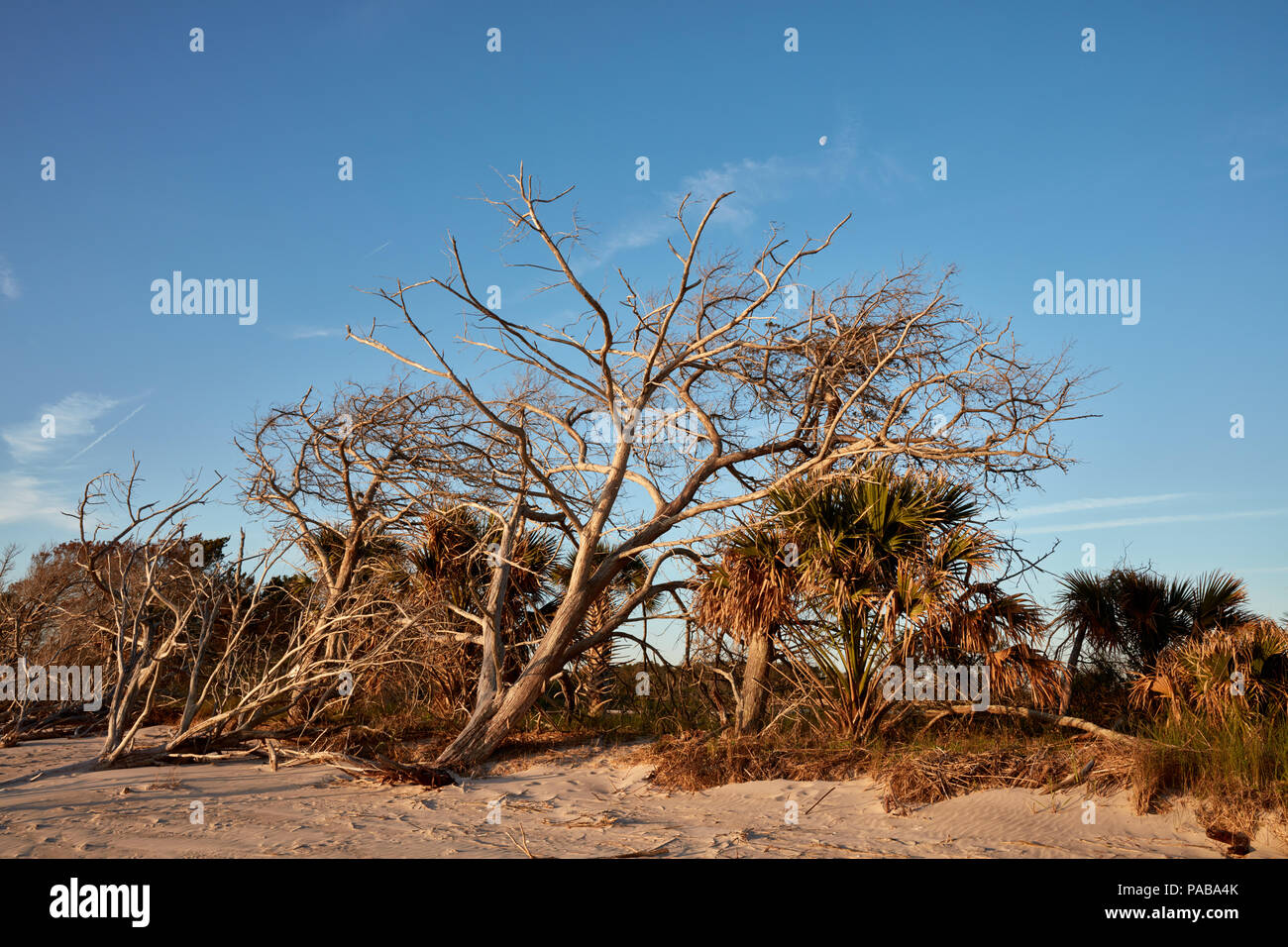 Dead trees in front of dying palm trees lit by sun rise on Big Talbot