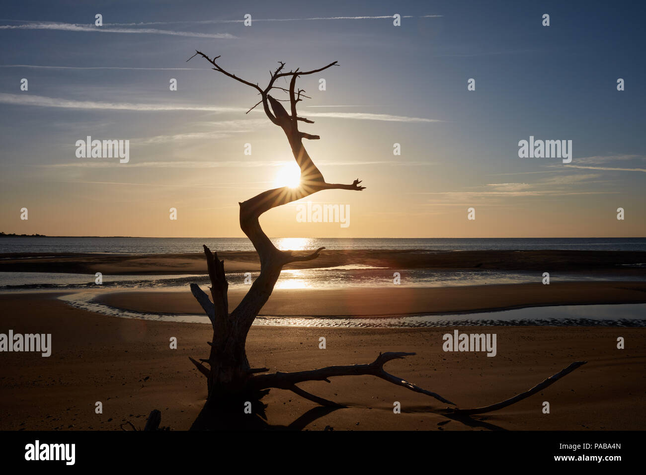 Sun rise behind the silhouette of a single dead tree on the beach at Big Talbot Island, Florida Stock Photo