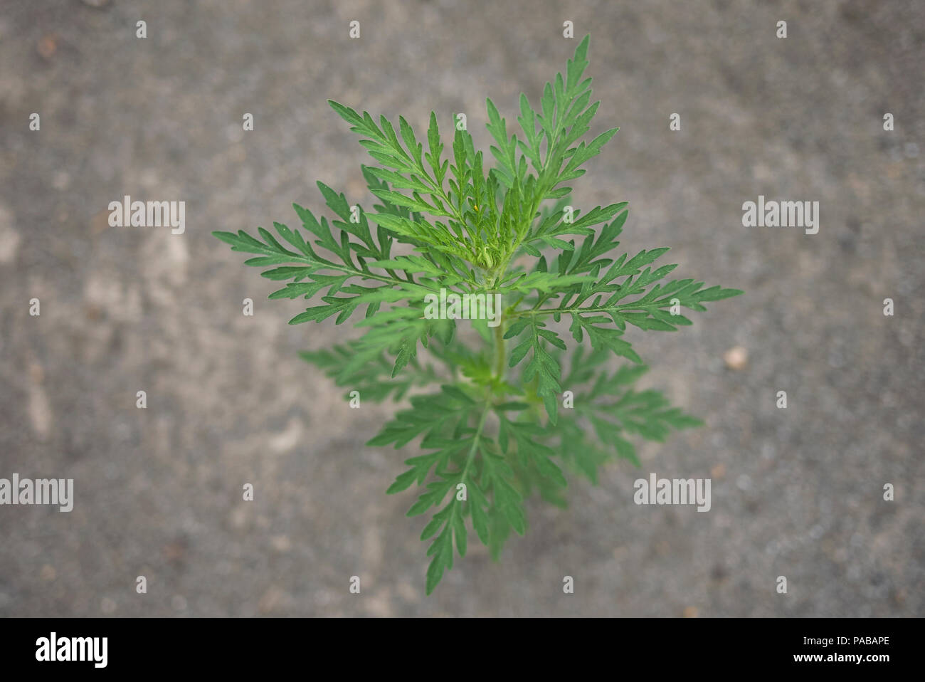 Ambrosia artemisiifolia plant Stock Photo