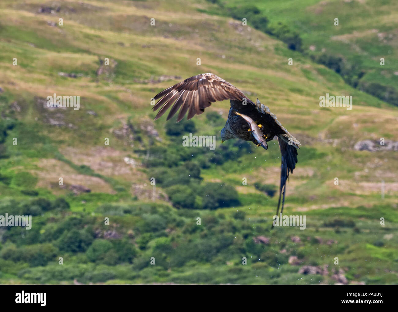 Female sea eagle uk hi-res stock photography and images - Alamy