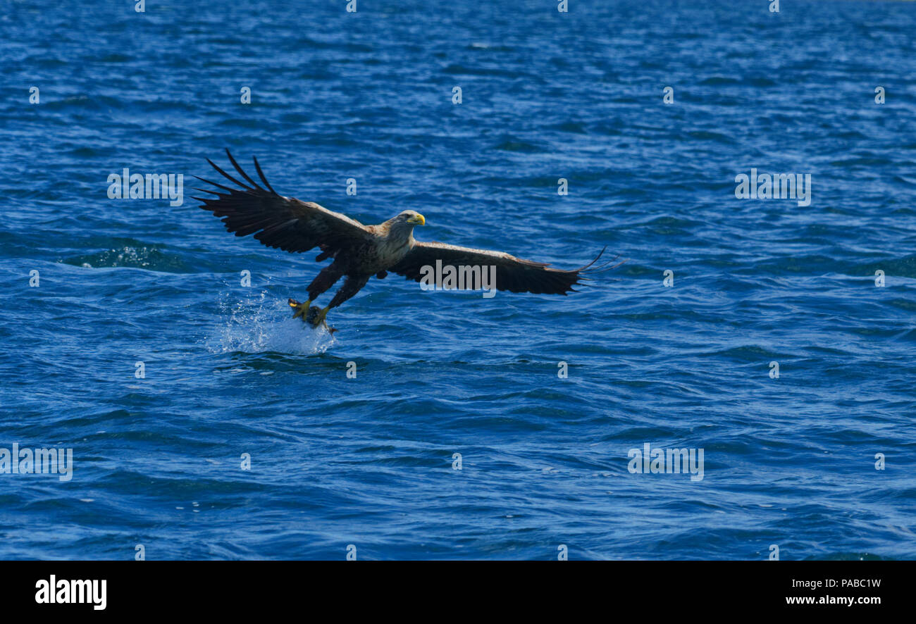 White-tailed sea eagle Stock Photo