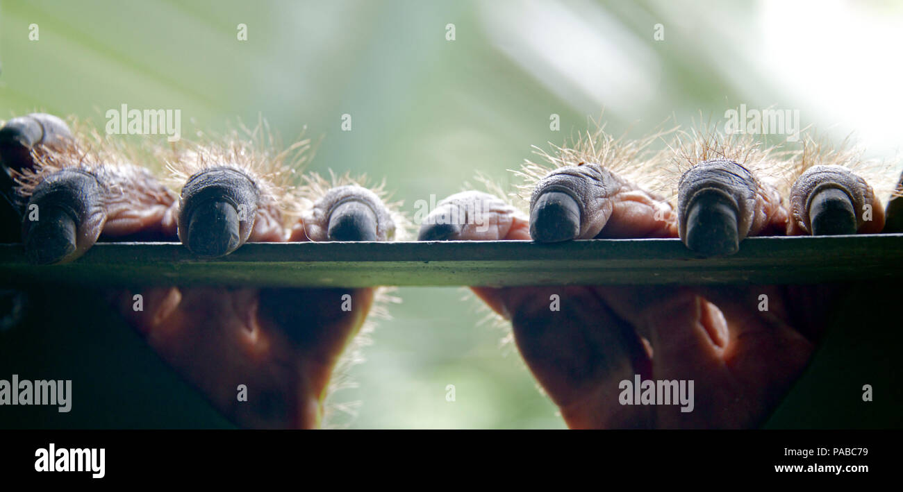 Close-up orangutan hands Sepilok Rehabilitation Centre Sabah Borneo Malaysia Federation Stock Photo