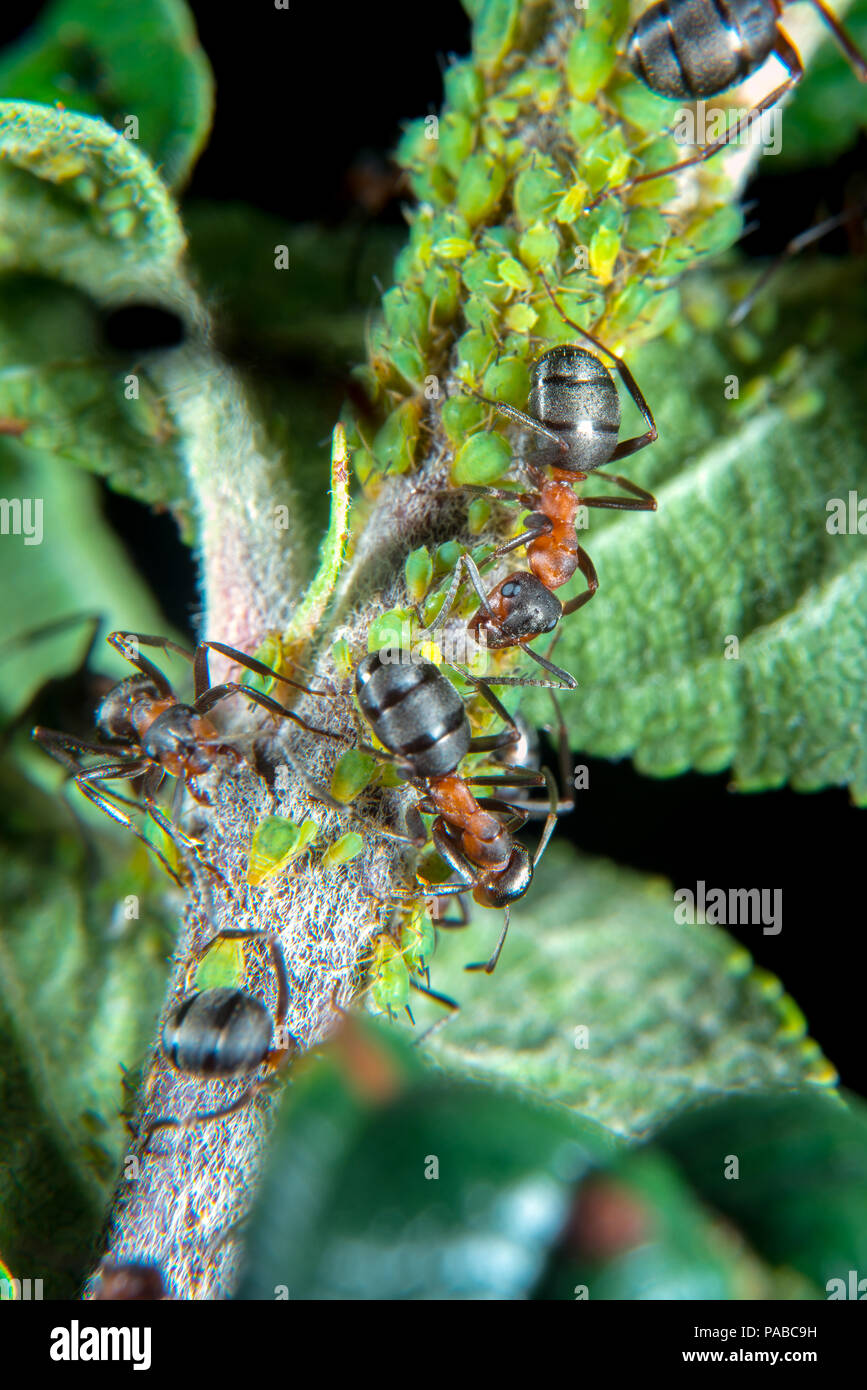 Red wood ants guarding and hearding their green Aphids on a plant Stock