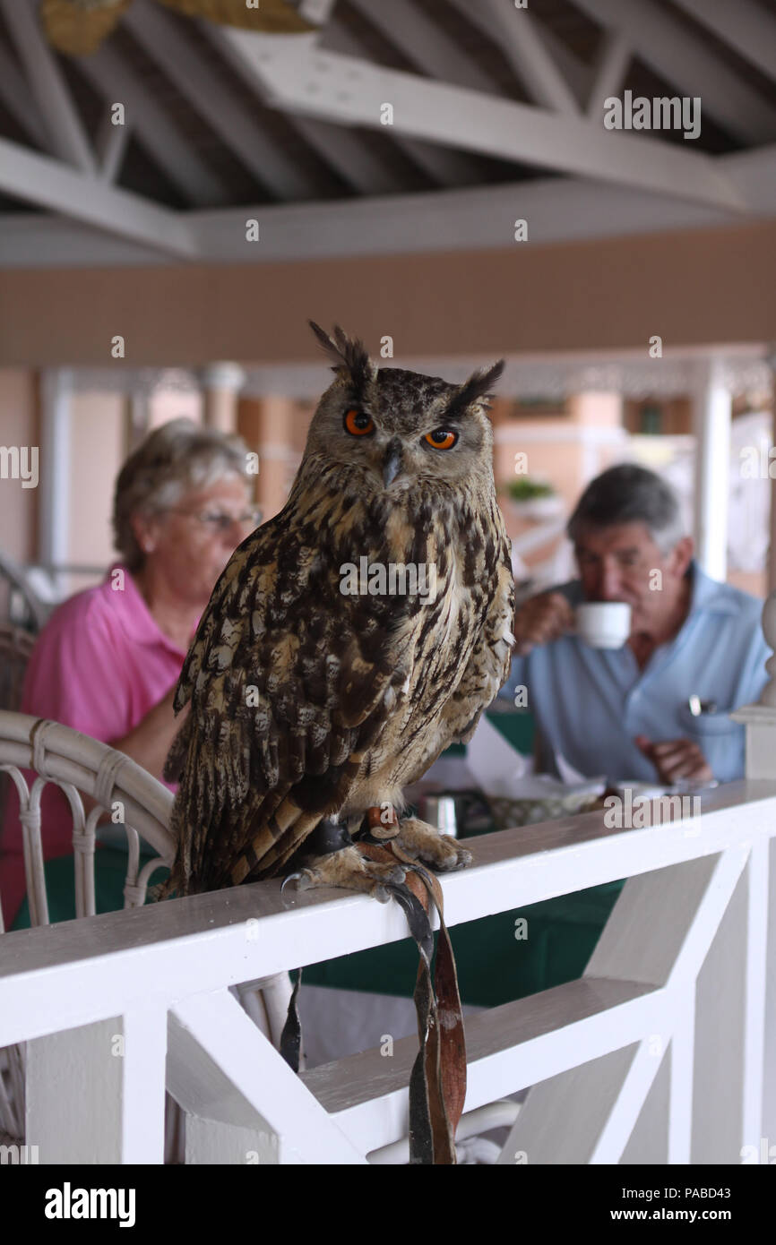 Curious owl in restaurant at Coco Reef Hotel.  Photo: Sean Drakes/Alamy Stock Photo