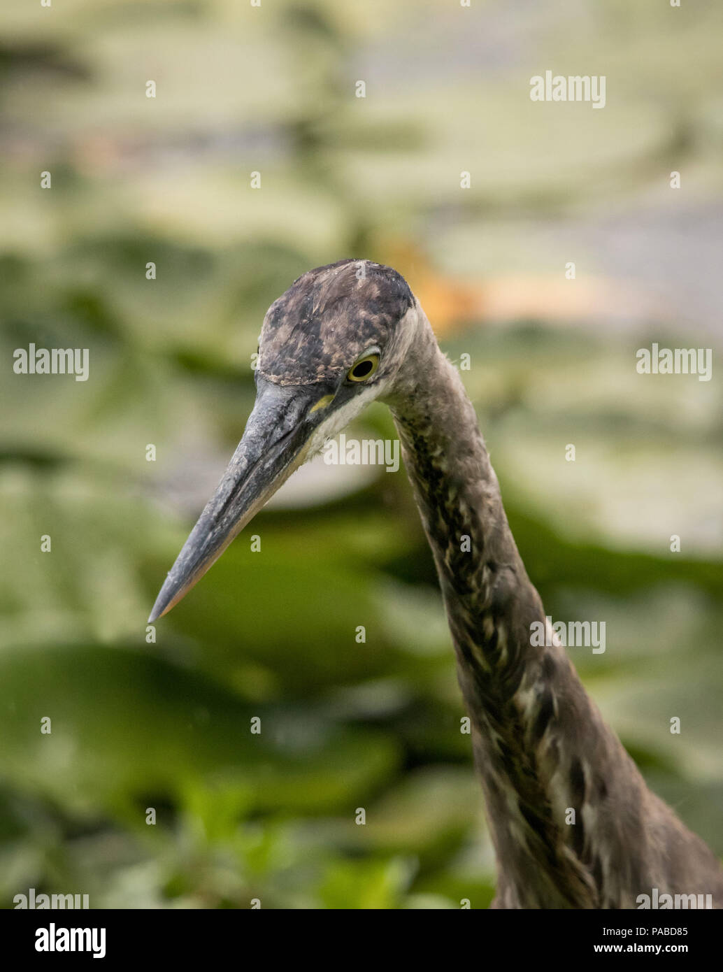 Closeup of a gray heron Stock Photo