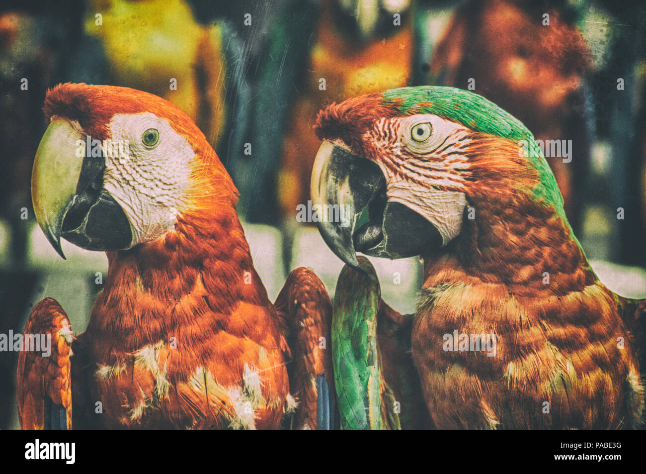 Beautiful Exotic Parrots taken in Puerto Rico Stock Photo