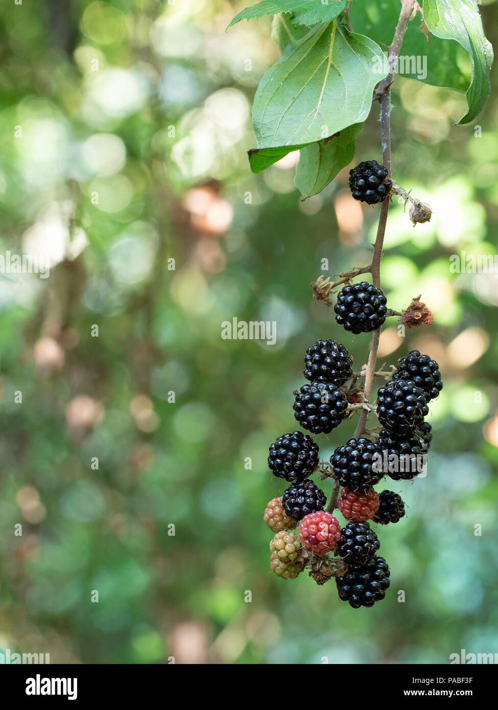 Wild, uncultivated blackberries on plant. Ripe and unripe berries, blurry background from differential focus. Stock Photo
