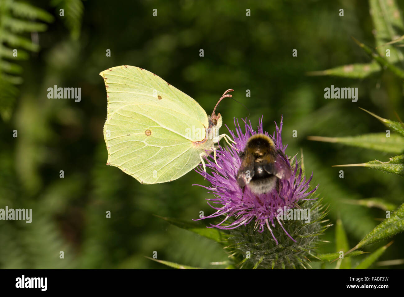 A Brimstone butterfly, Gonepteryx rhamni, and a bumblebee feeding on a flower on a hot day during the UK 2018 heatwave. Dorset England UK GB. 21.7.201 Stock Photo