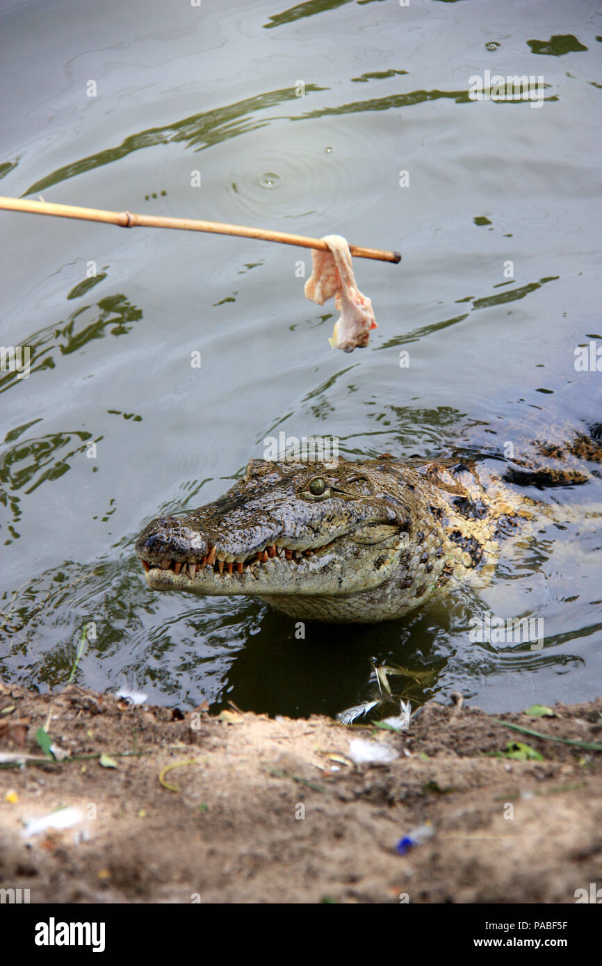 Meat on a stick lures a large wild crocodile out of the water Stock Photo