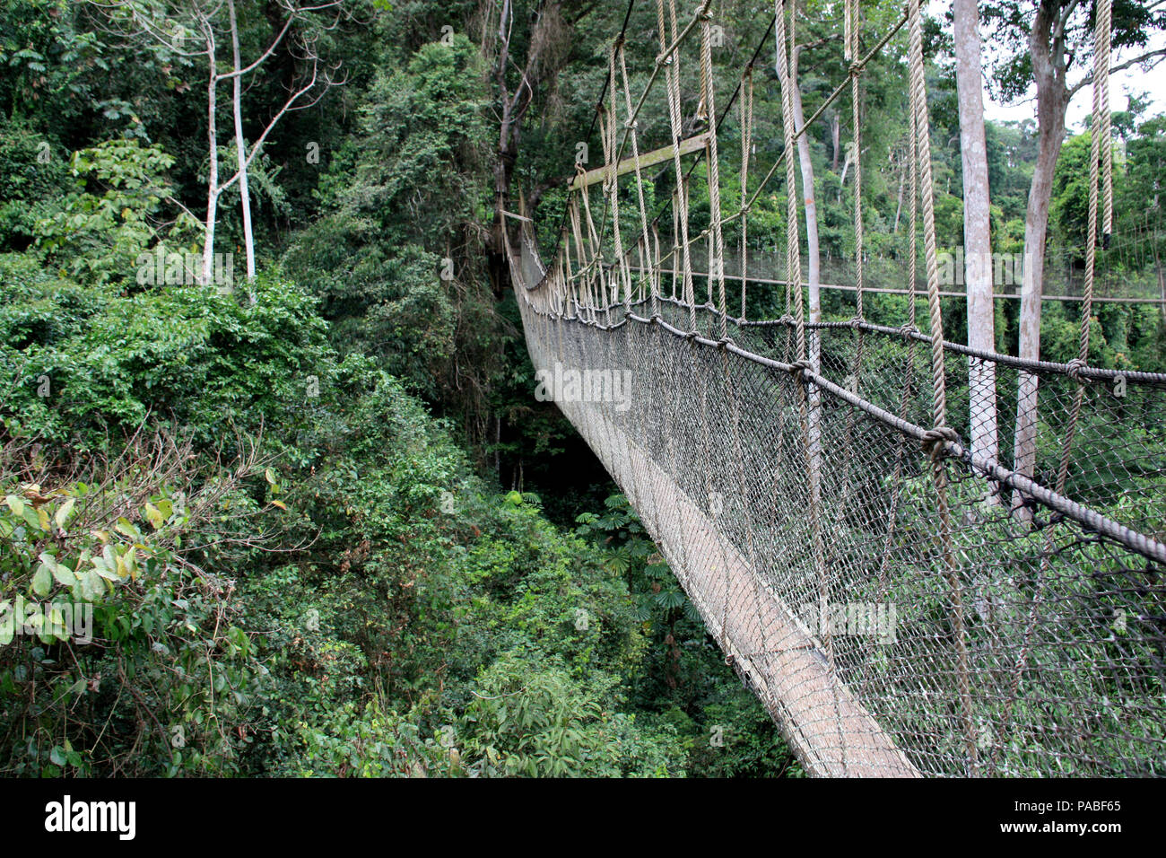 Canopy Walkway Rope Bridge at the Kakum National Park near Cape Coast
