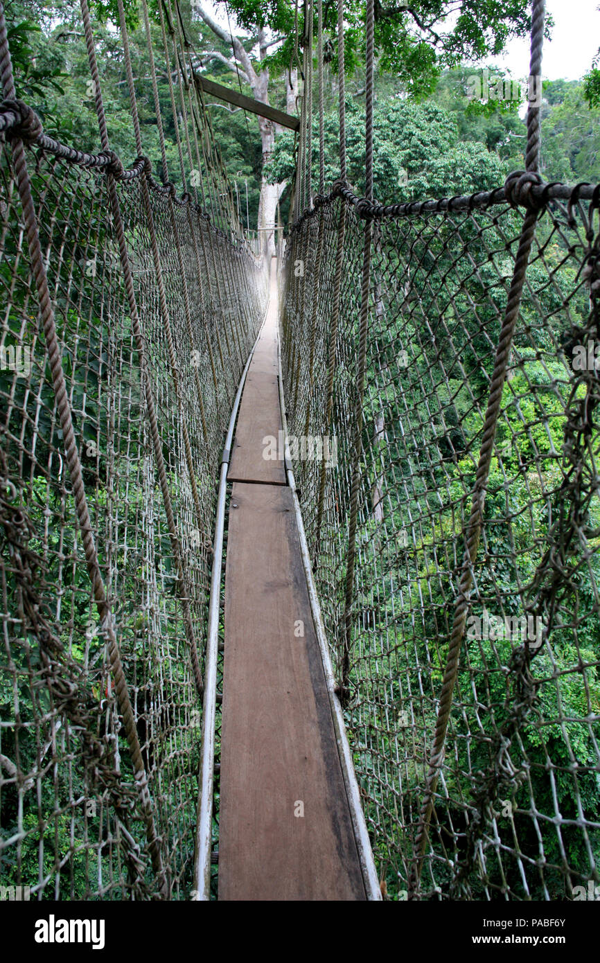 Canopy Walkway Rope Bridge at the Kakum National Park near Cape Coast