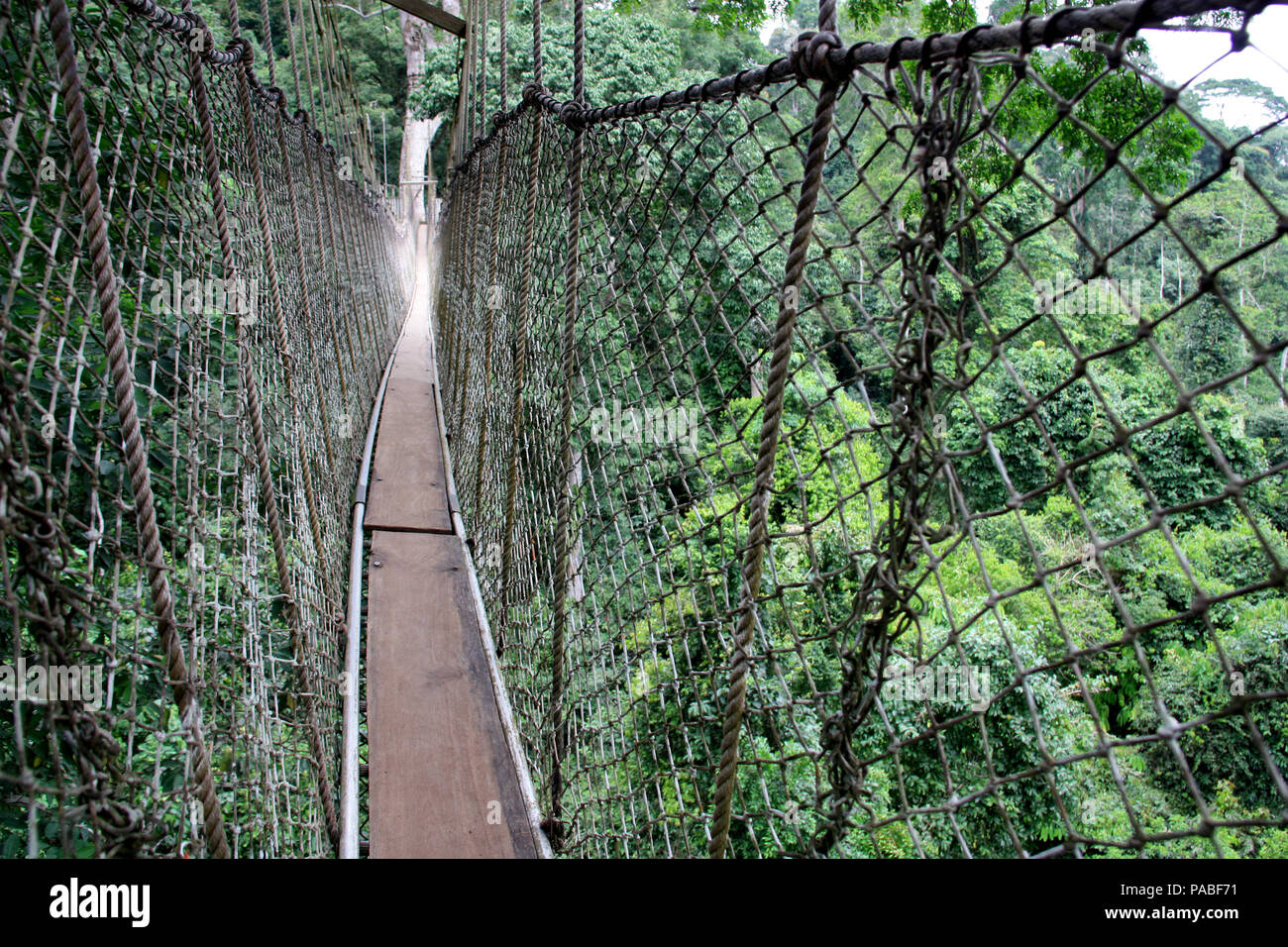 Canopy Walkway Rope Bridge at the Kakum National Park near Cape Coast
